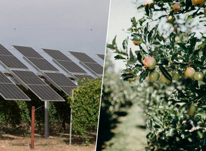 La sidra del País Vasco tendrá un aliado inesperado: la sombra de los paneles solares