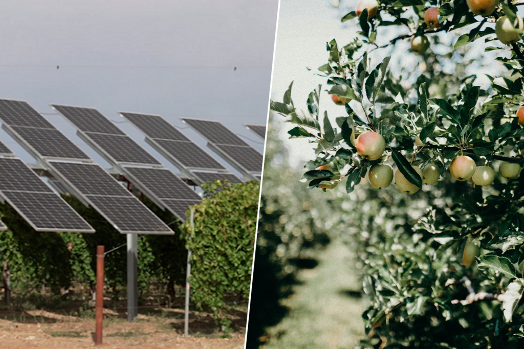 La sidra del País Vasco tendrá un aliado inesperado: la sombra de los paneles solares